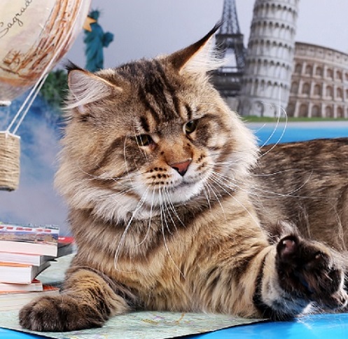 Шикарные котята мейн кун .