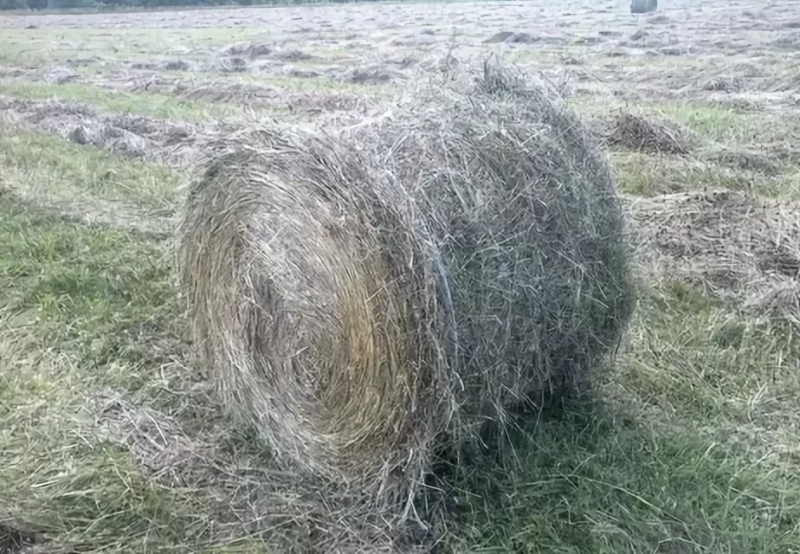 Сено в рулонах