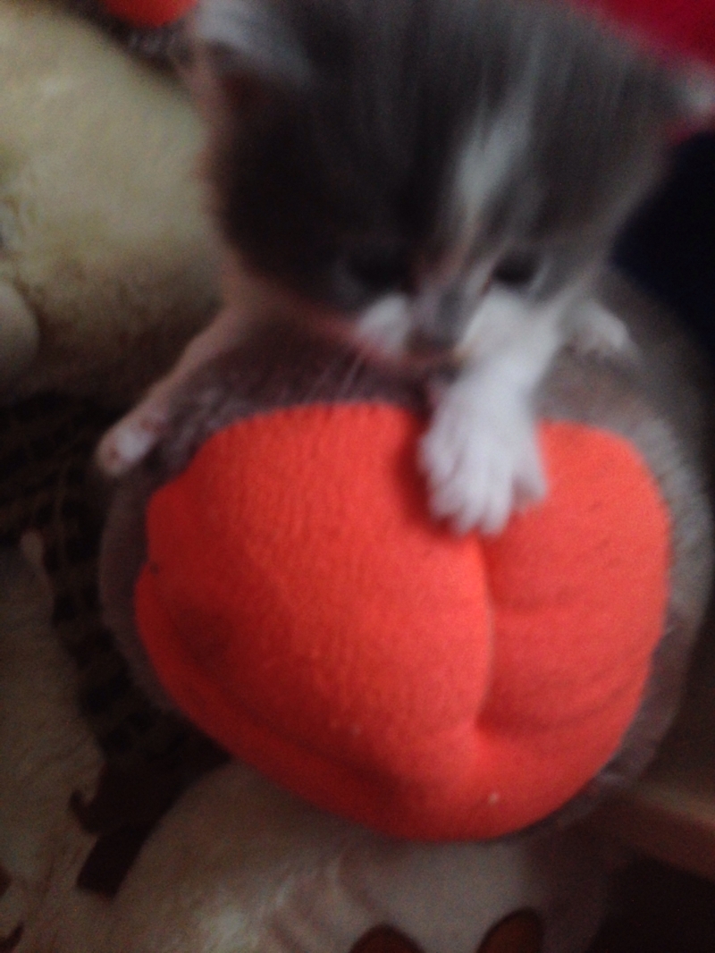Котята