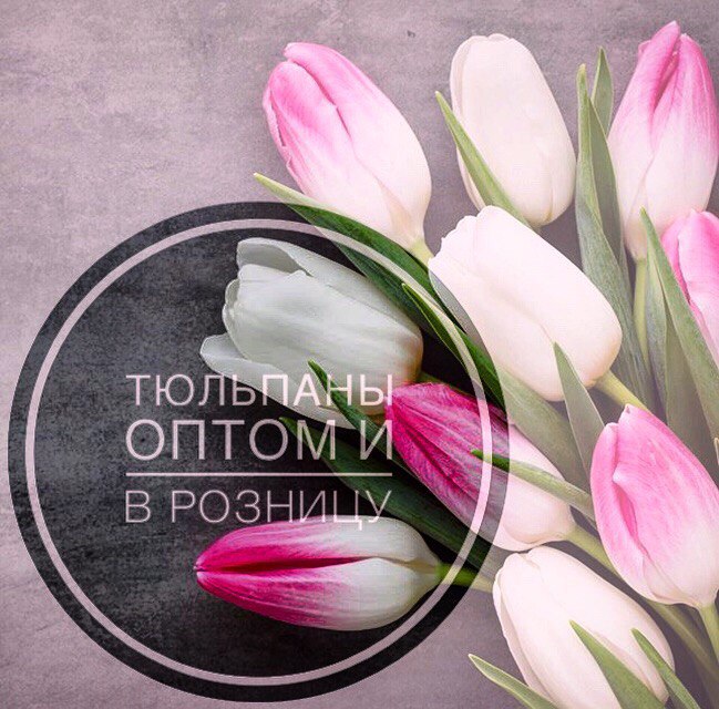 Прямые поставки тюльпанов из теплицы опт/розница