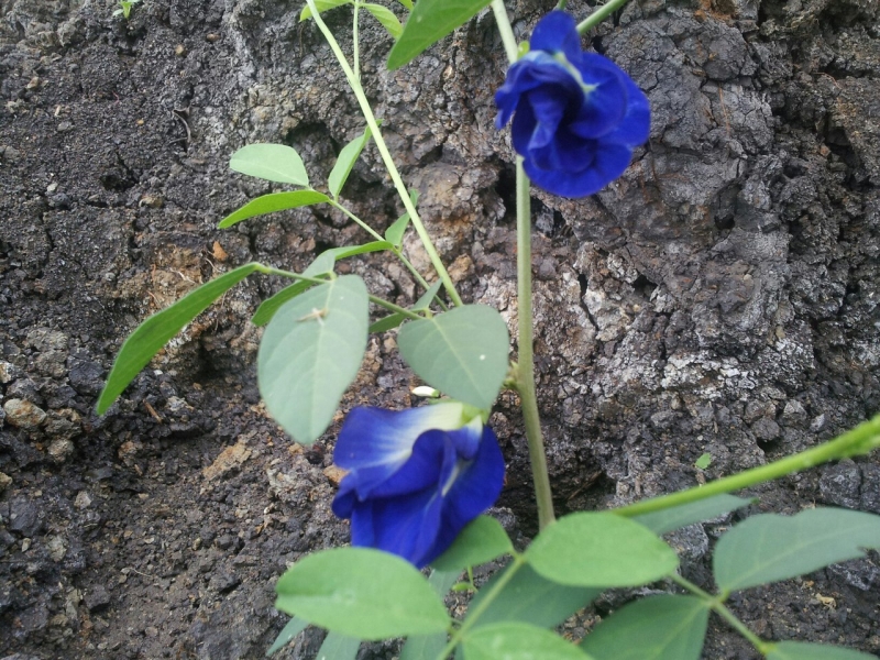 Анчан, синий чай, clitoria ternatea, мотыльковый горошек.