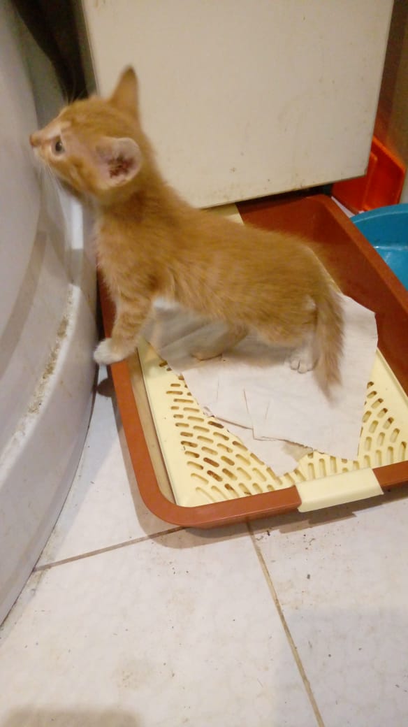 Котенок