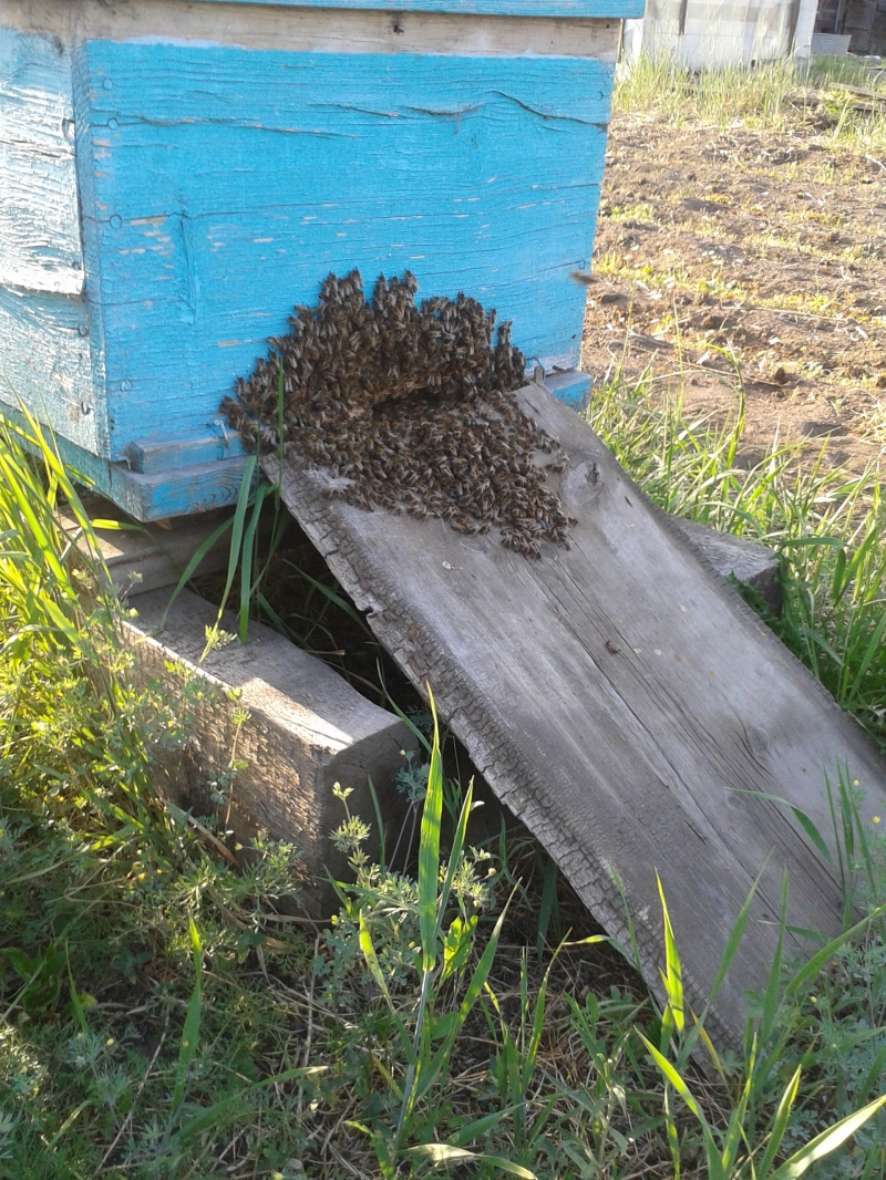Пчелы