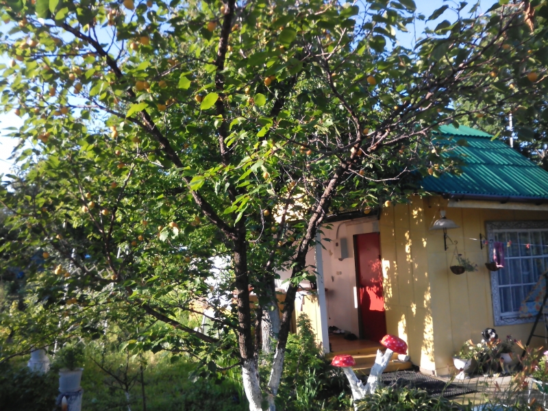 Продам дачу