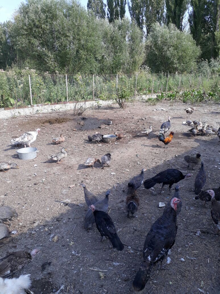 Продажа дикоротивных животных