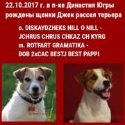 Продажа Джек Рассел Терьера