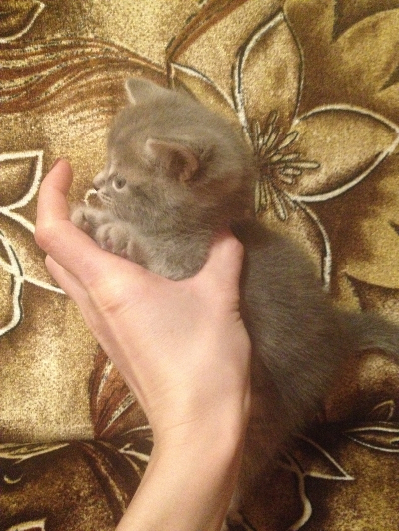 Шотландские котята ищут дом