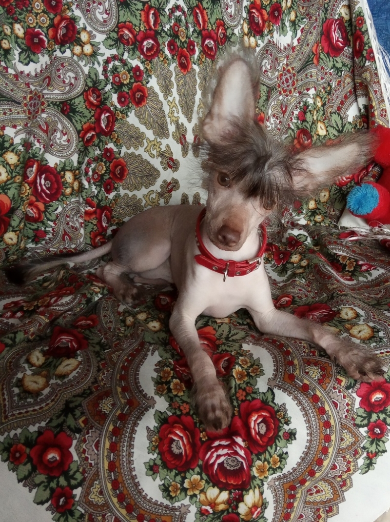 Шоколадный голый щенок