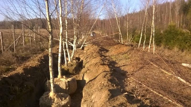 Береза Крупномер