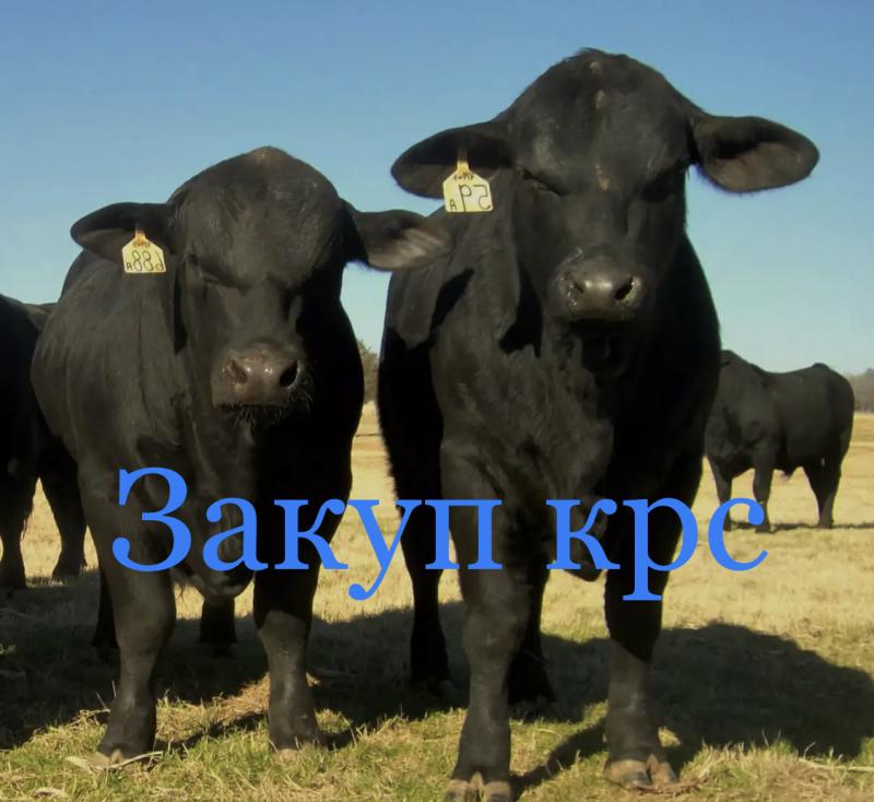 Скупка крс коров Быков телок