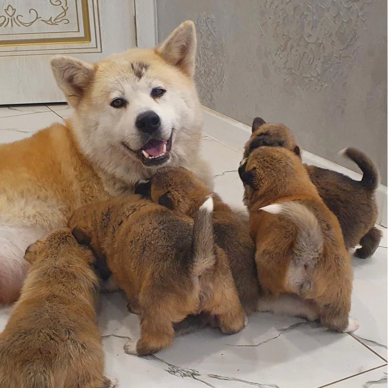 Продаю щенят! Верные друзья ищут хозяев