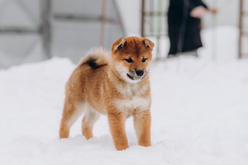 Шиба ину к доллару. Хороший мальчик Shiba Inu. Сиба ину собака террорист. Лучшее фото собаки 2022. Сиба ину во все тяжкие.