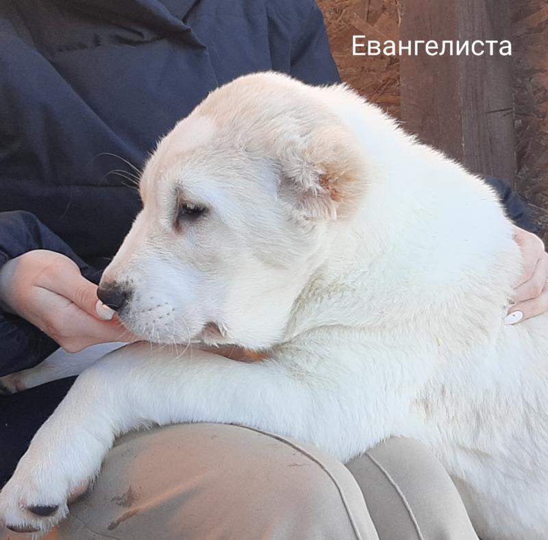 Щенки алабая