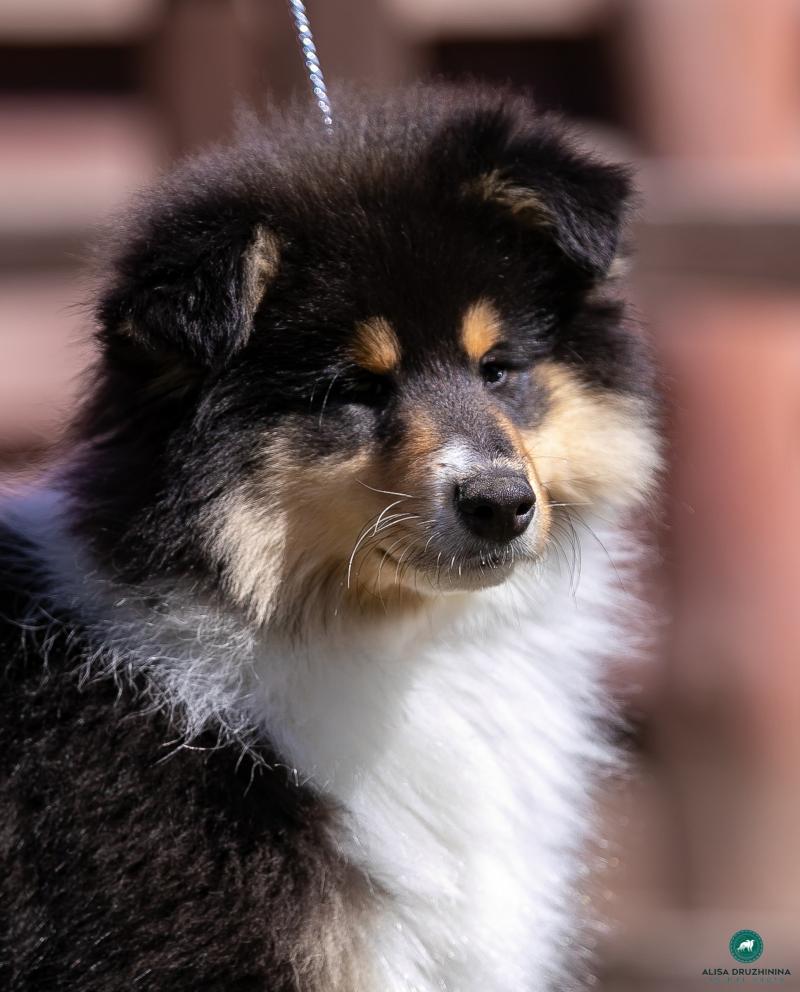 Щенки колли