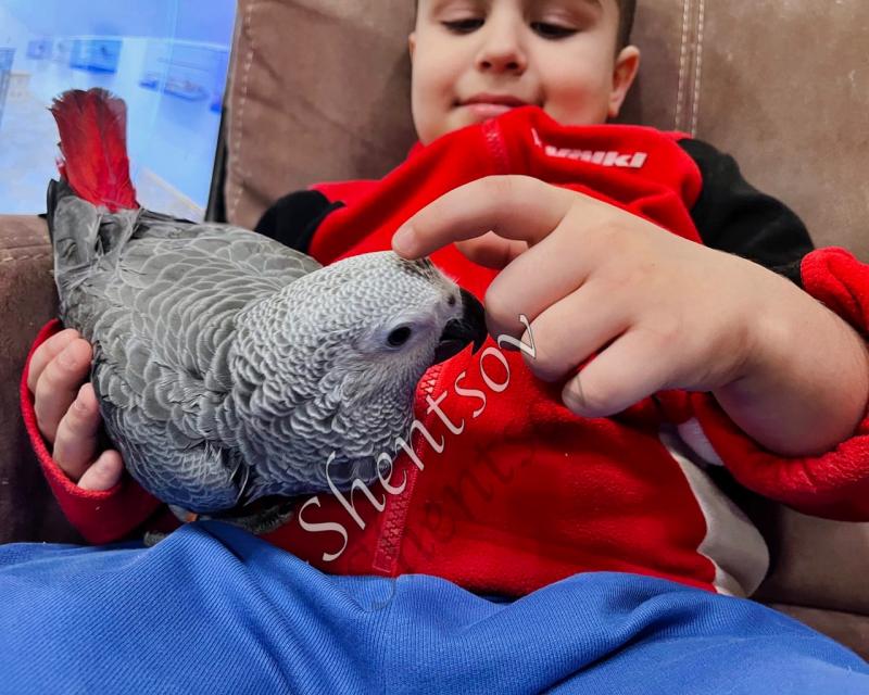 Птенцы жако, выкормыши