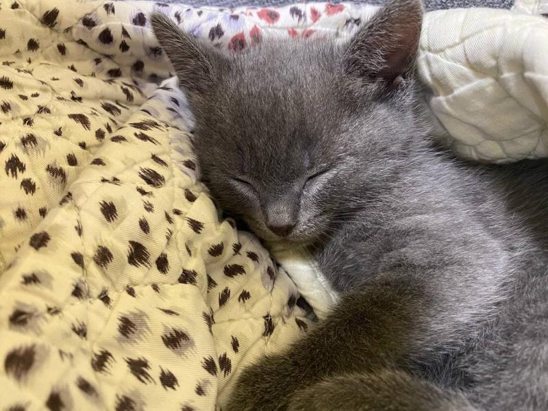 Котенка в добрые руки