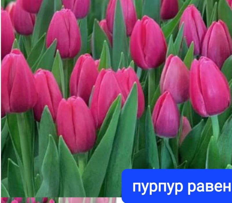 Тюльпаны оптом к 8 марта.