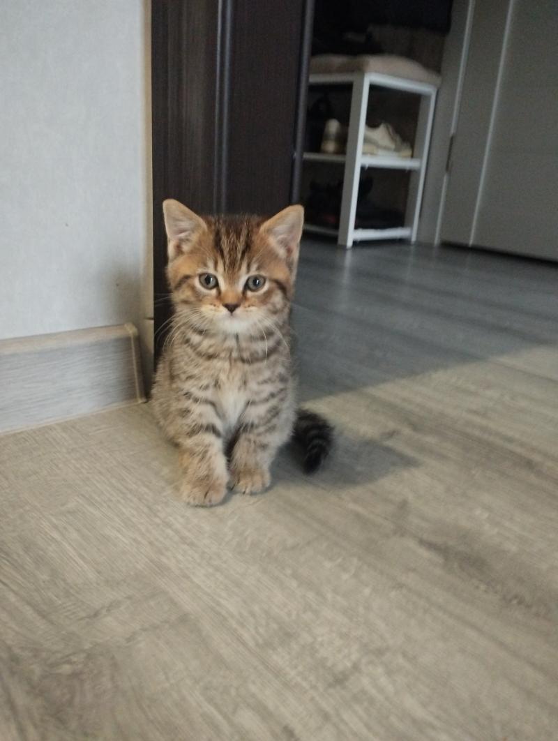 Котята ?