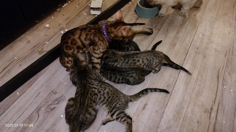 Бенгальские котята