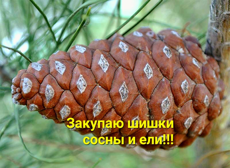 ЗАКУПАЕМ ШИШКИ СОСНЫ И ЕЛИ