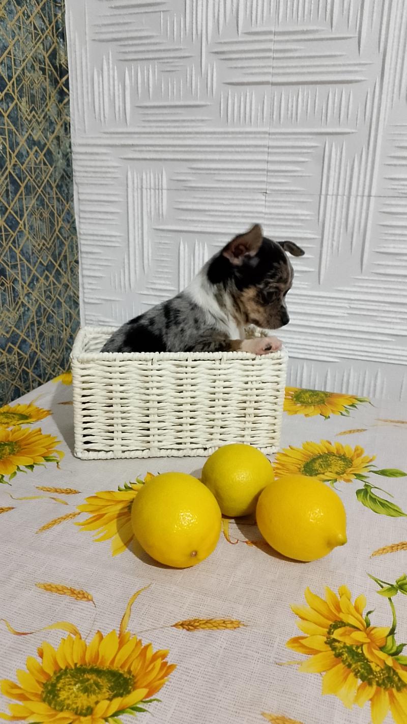 Чихуахуа