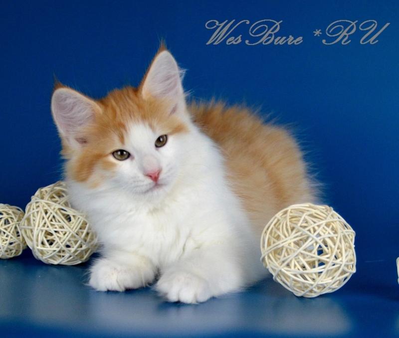 Котнок норвежской лесной кошки.