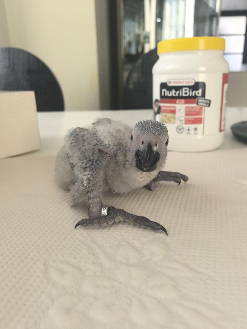 ������� ����