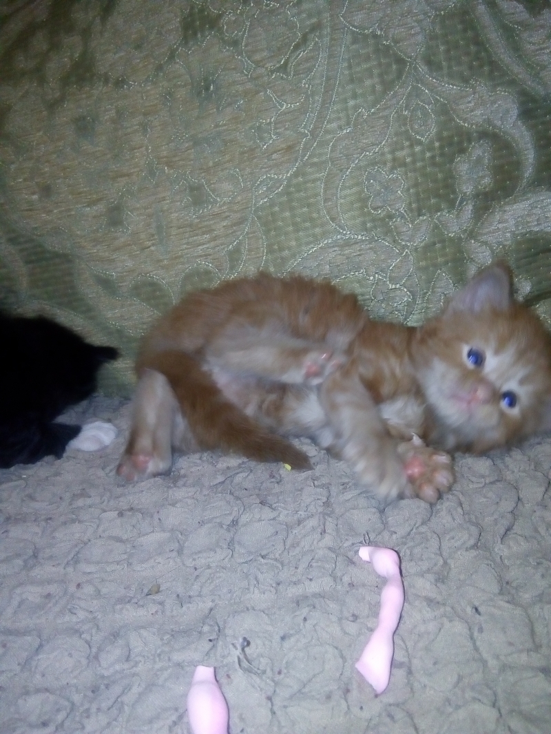 чистокровные котики