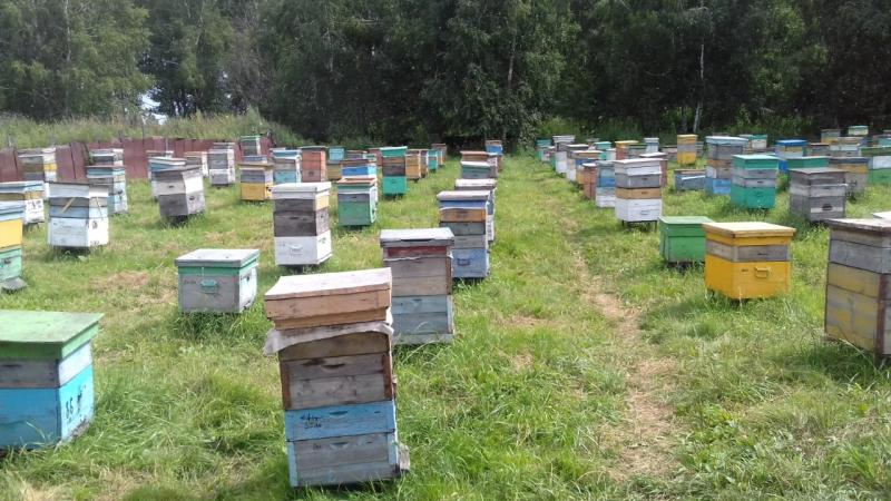 Распродажа пчелосемей