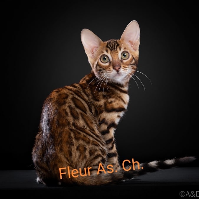 Бенгальские котята