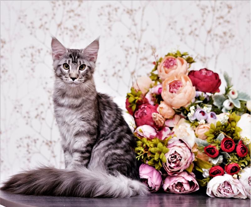 Котята мэйн куны из питомника от титулованных родителей