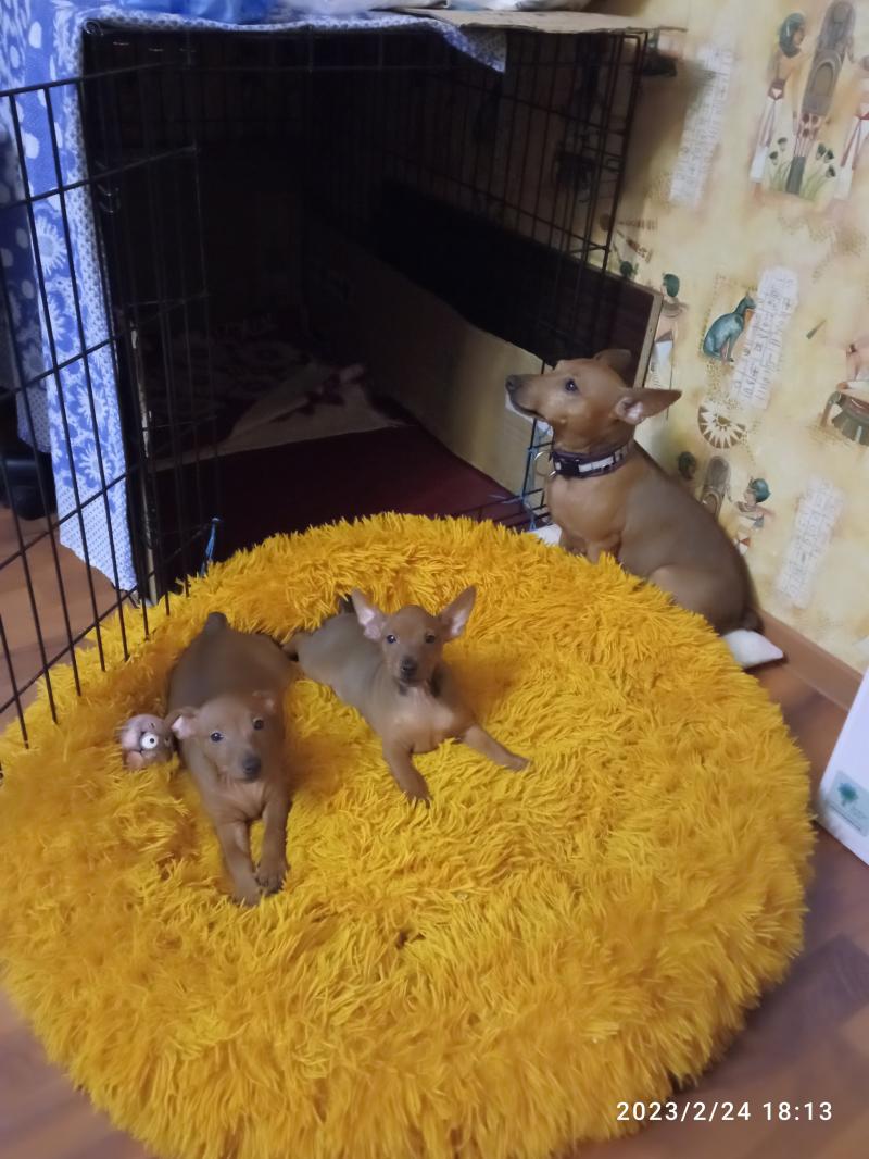 Щенки