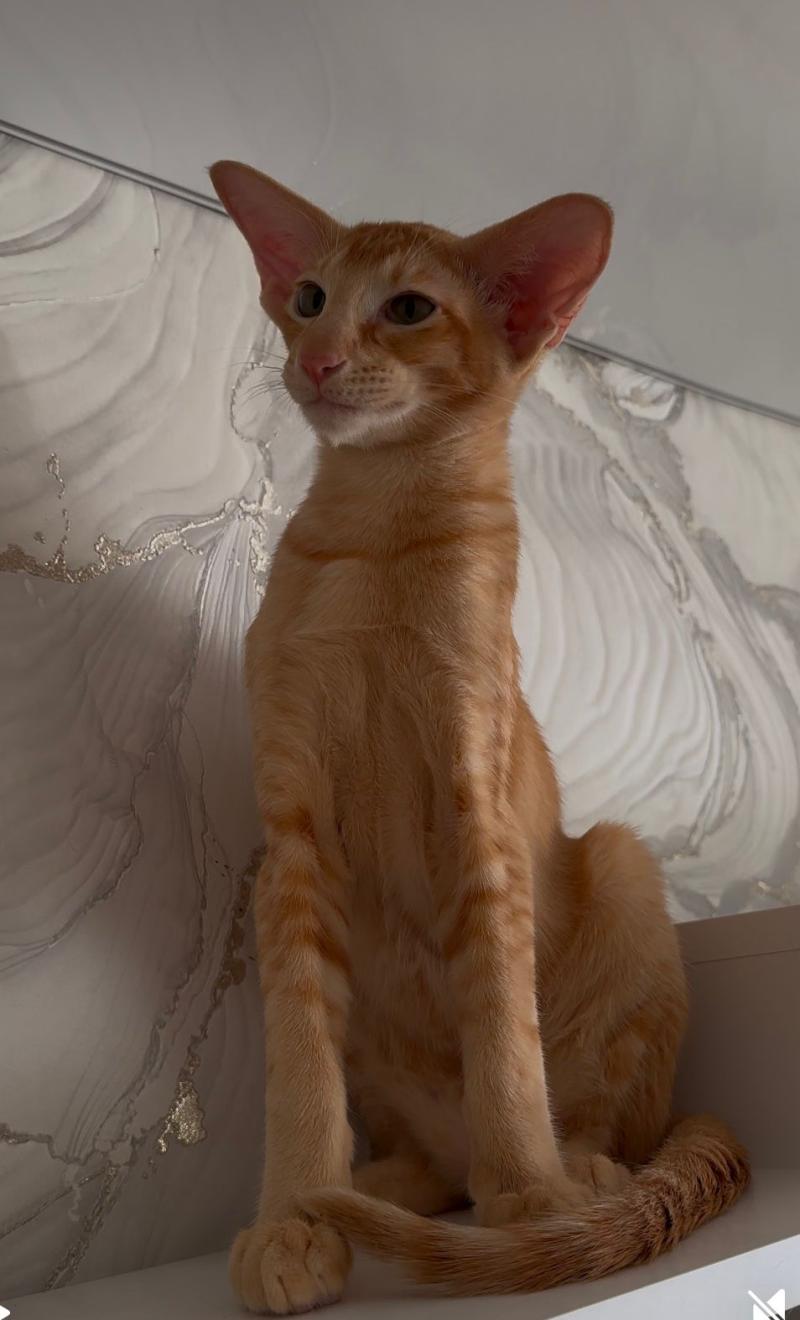 Ориентальные котята