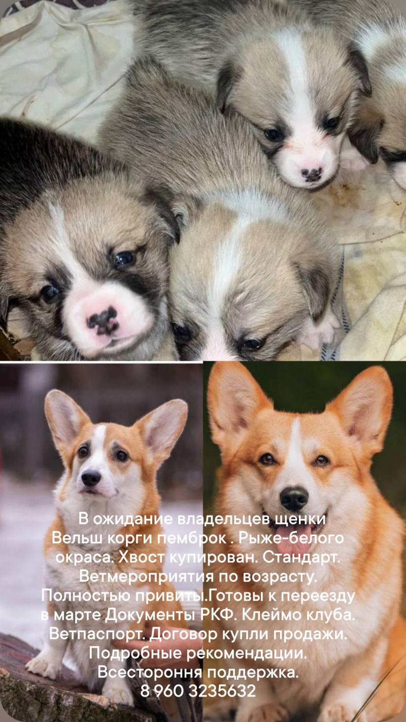 Щенки вельш корги пемброк