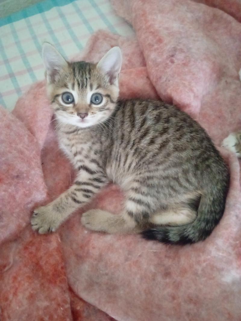 Бенгальские котята
