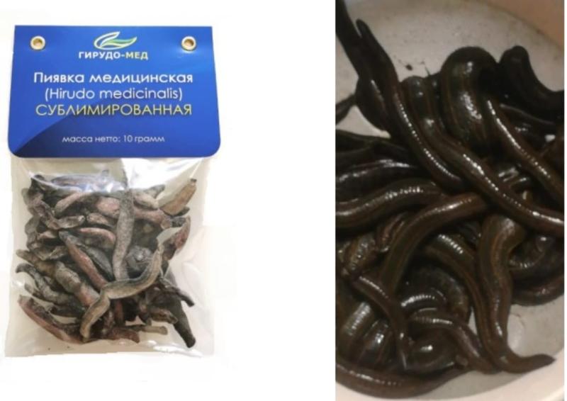 Пиявки медицинские