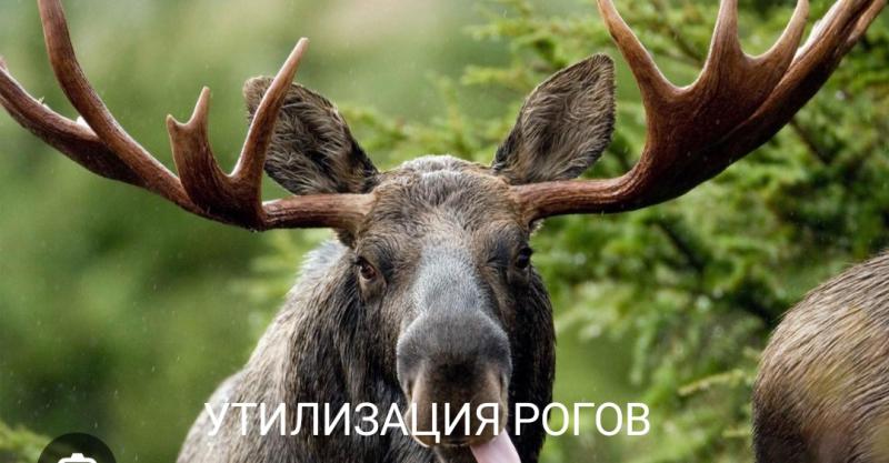 Куплю рога лося,оленя,марала,касули