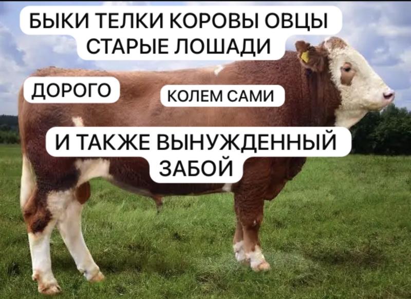 ����� ����� ����� ����� ������ �������