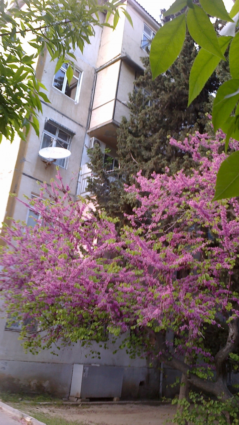 2-комнатная квартира в Баку