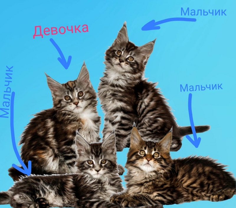 Продам котят мейн-кун.