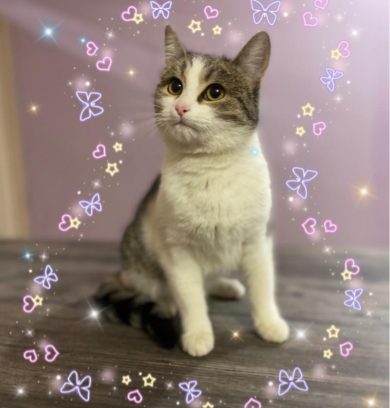 Котенок дар