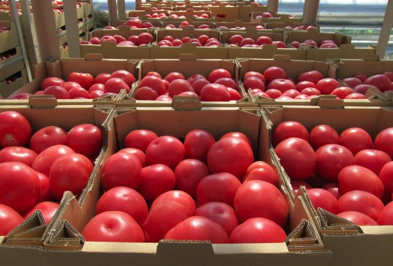 Томаты помидоры свежие оптом