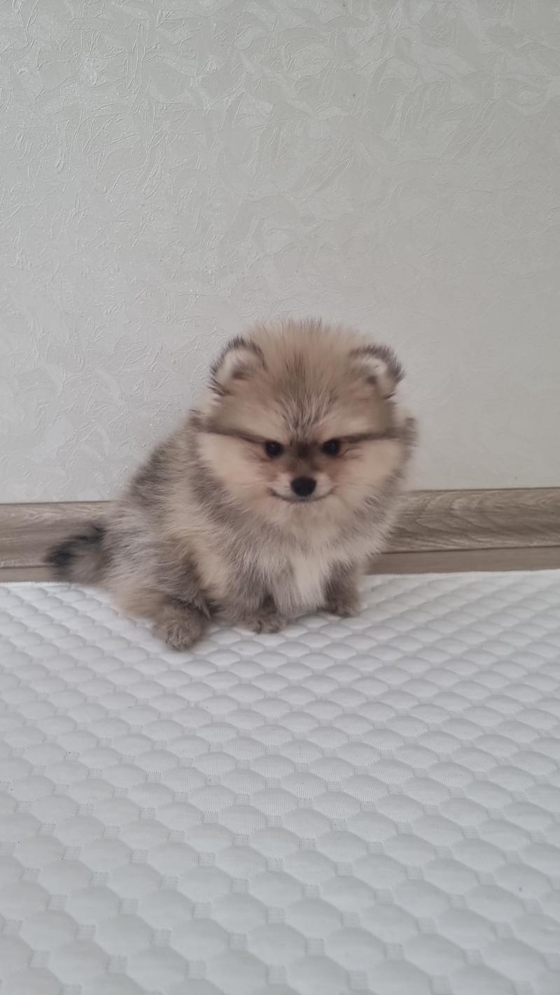 Шпиц медвежьего типа