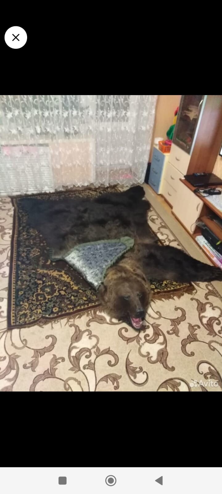 Шкура медведя