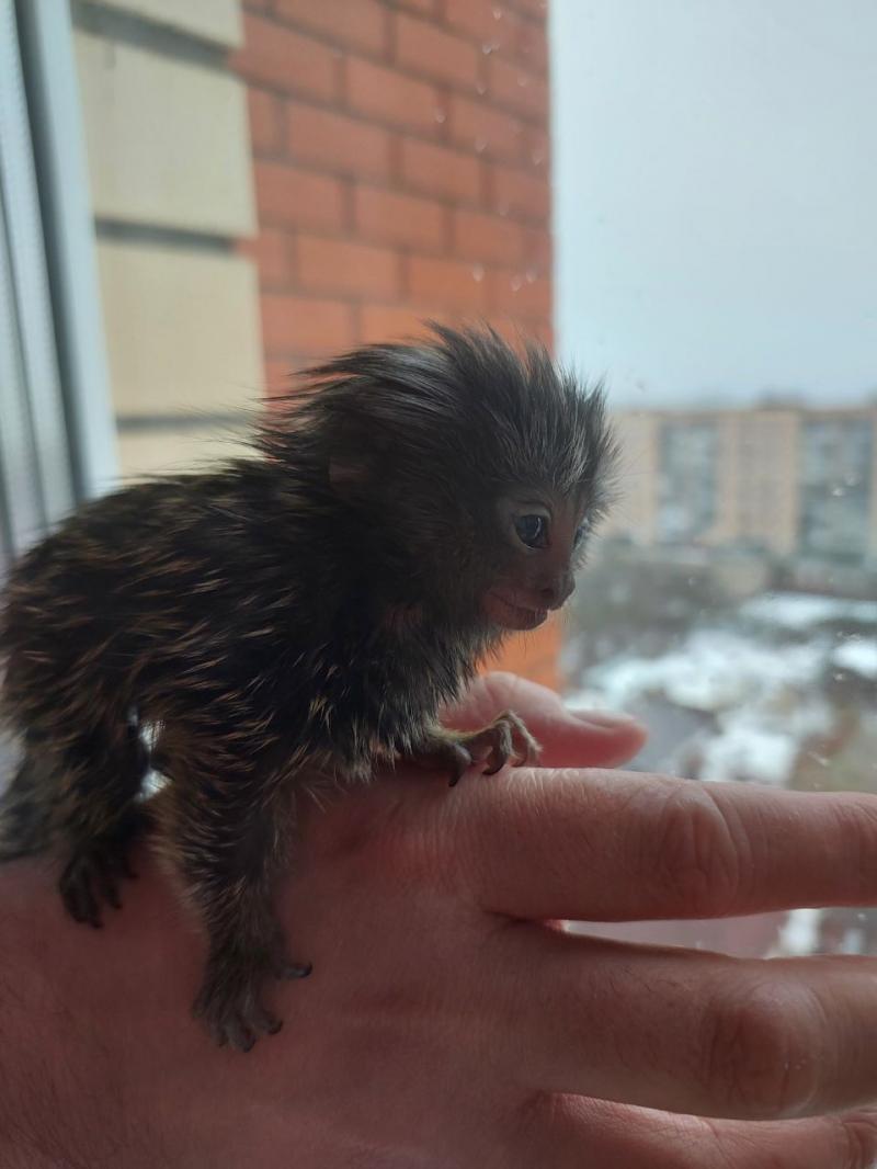 Малыши белоухих игрунок