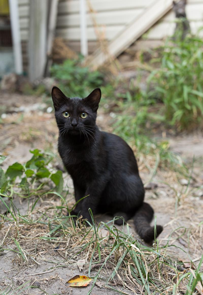 звездные котята
