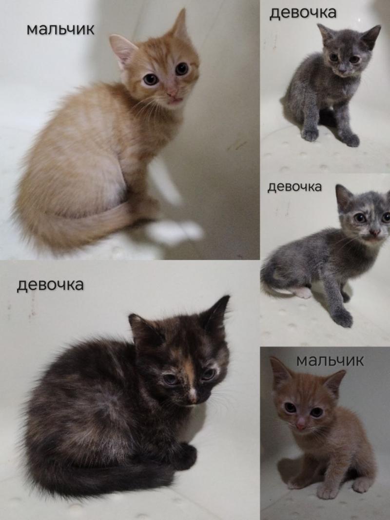 отдам котят в добрые руки