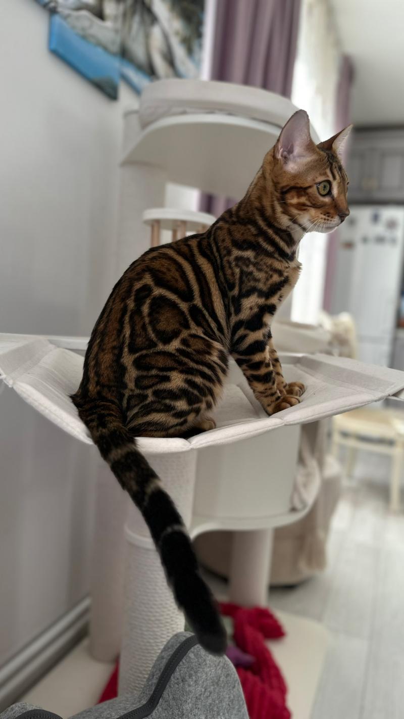 Бенгальский котенок котик Браун