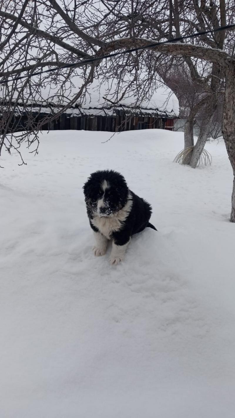 Пропала собака.