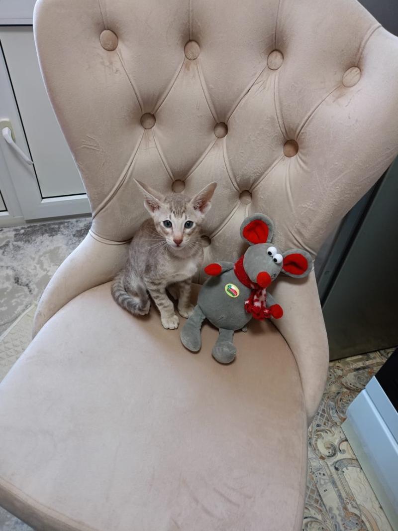 Продам котенка ориентального